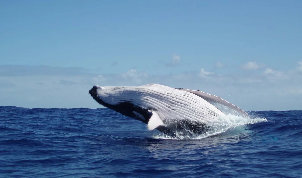 Tātahi Tours whale excursion